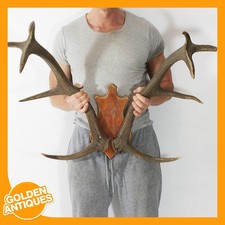 Großer Rothirsch Hirsch
