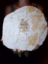 Seltene SCHILDKRÖTE