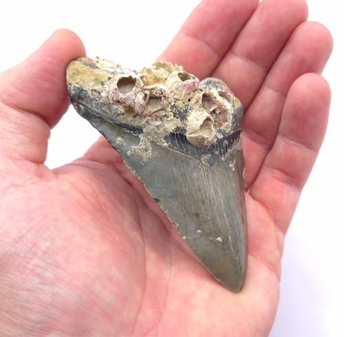 Megalodon haizahn mit - megalodon,