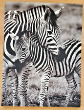 Leinwandbild / Bild  auf Holzrahmen Zebra-Muttertier mit Fohlen 30x40cm, wie neu