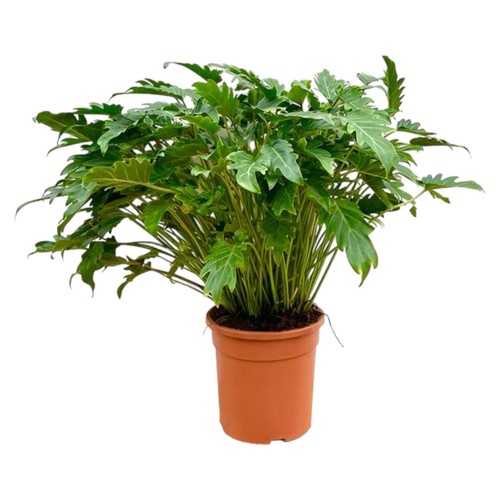 Philodendron xanadu - philodendron, –