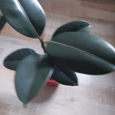 Ficus elastica " Abidjan"