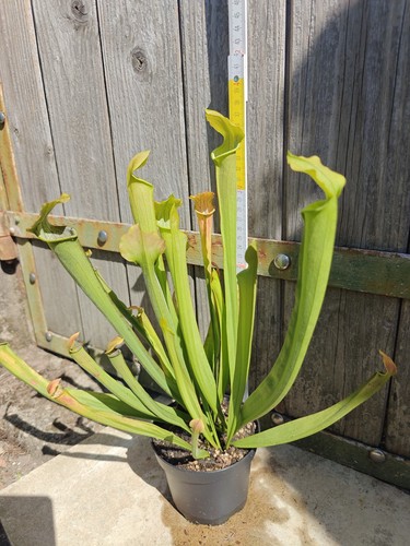Sarracenia rubra subsp
