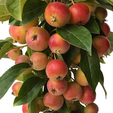 Säulenapfel Starline (R) Silver Pearl (S) schöner essbarer Zierapfel 110-140 cm 