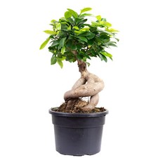 Chinesische Feige -  Bonsai-Style mit Ficus Ginseng - ca. 35 cm hoch, Topf-Ø 17 
