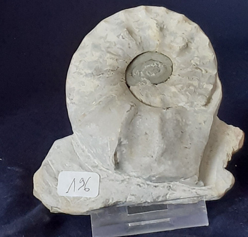 Ammonit ceratites - ammonit,