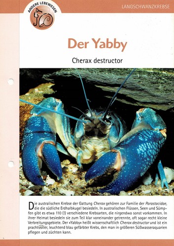 Der yabby cherax - destructor, /