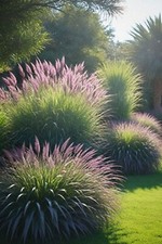 ZS 1884XM Pampasgras Flamingo Ziergras Seeds purple Zaden Samen Stück 50