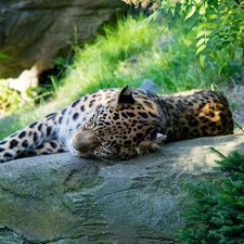 Reisegutschein 2 Tage Zoo