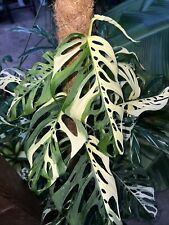 Monstera Acuminata Variegata