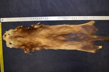 Iltis Echt Fell basteln Felle