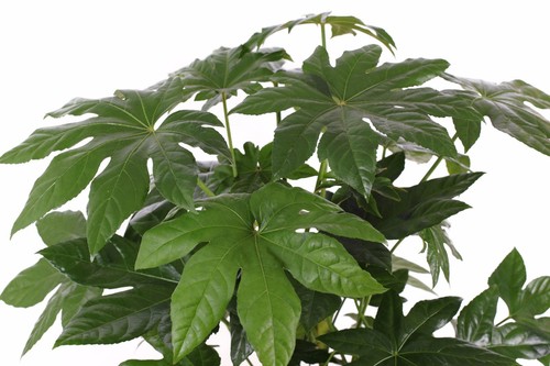 Samen zimmer aralie fatsia - samen,