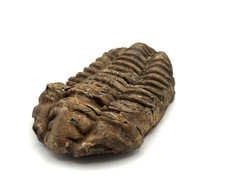 ✦ Trilobit (Calymene)