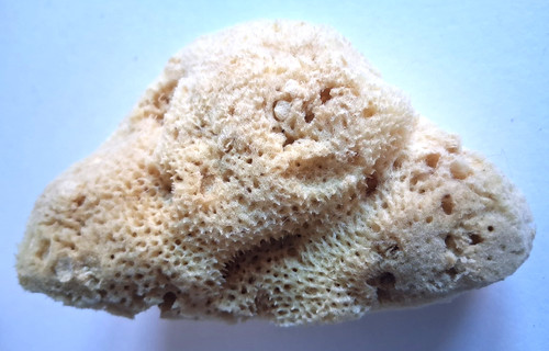 Kleiner naturschwamm 5x8cm - naturschwamm, 11,5x8cm