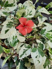 Hibiskus rosa sinensis variegata cooperi im ca. 11 cm Topf 