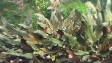  Aquariumpflanze /Cryptocoryne walkeri 'Hobbit'/ Ableger 🌻🌼⚘️🌷
