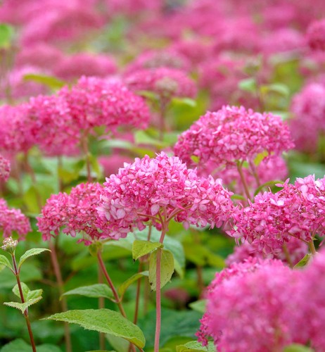 Zwerg hortensie mauvette - zwerg-hortensie,
