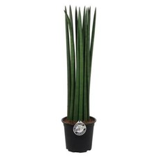 Sansevieria Cylindrica