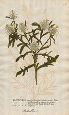 Centaurea eriophora Distel