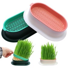 Keimschale Katzengras Saatgut