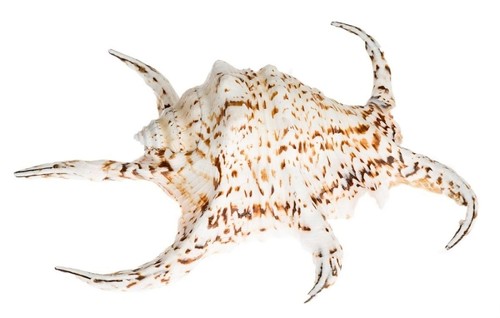 Nadeco lambis chiragra 18cm - nadeco, 15-18cm