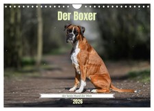 Der Boxer, der beste Hund der