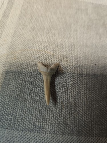 Fossilien haifischzahn - fossilien,
