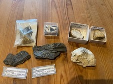 Fossilien Sammlung