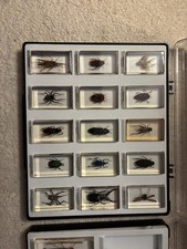 Mini Biester Sammlung Insekten 22 Stück