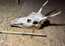 Hirschgeweih Schädel Spießer