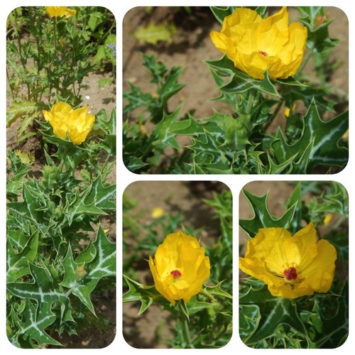 Mexikanischer stachelmohn - mexikanischer,