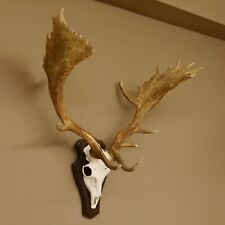 Damhirsch älteres Geweih Höhe 78cm Trophäenschild Dam Hirsch Hirschgeweih 72.481