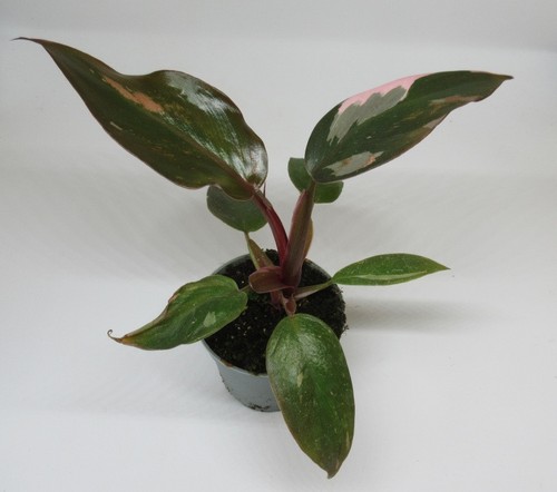 Philodendron pink princess - "pink,