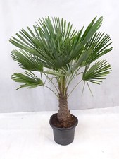 XL Trachycarpus fortunei 170