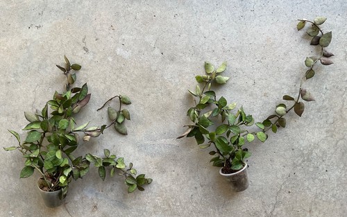 Hoya lacunosa rooted