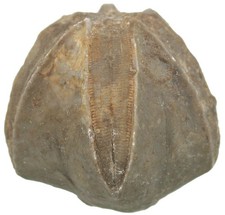 Karbon  Pentremites cherokeeus