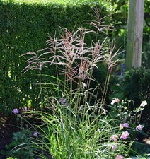 Chinaschilf Ibiza - XXXL Topf