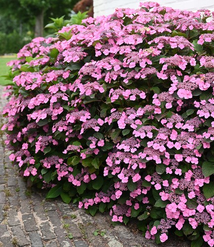 Baldur garten hortensie - baldur-garten, 'pink