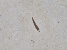 Selten: Flugsaurierzahn, Rhamphorhynchus, Plattenkalk, Solnhofen