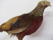 Fasan, Goldfasan, Tierpräparat, Taxidermy.