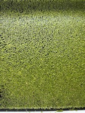 Wasserlinsen Lemna Minor