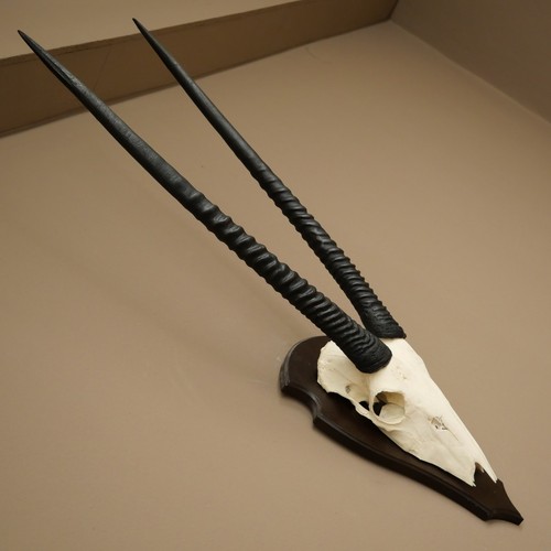 Oryx antilope - oryx, (oryx