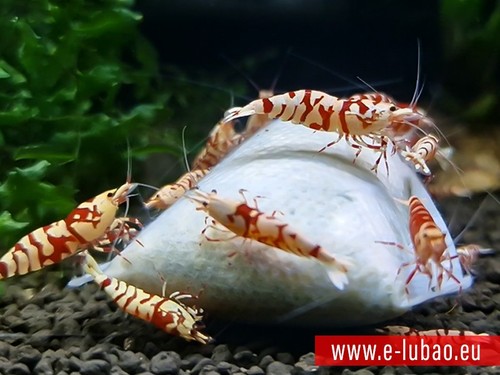 Garnelenfutter futtersäckchen - garnelenfutter,