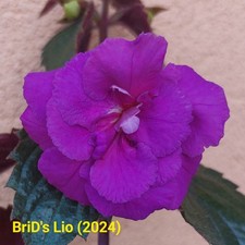 Achimenes - Limoncello, BriD's Tini, - Lio, - Herta Jungklaus