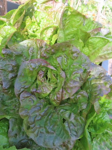Baquieu winterkopfsalat - baquieu,