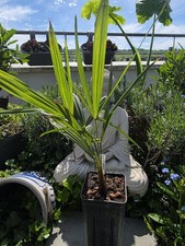 Hanfpalme Trachycarpus