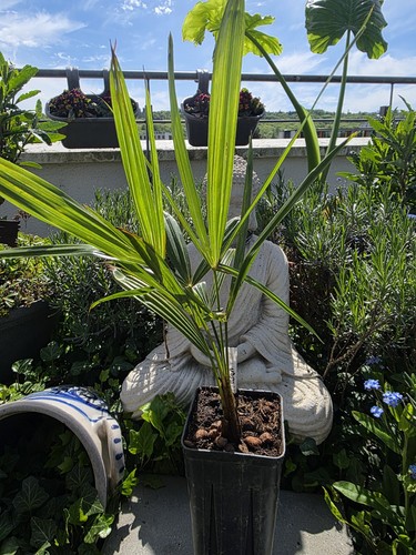 Hanfpalme trachycarpus - hanfpalme,