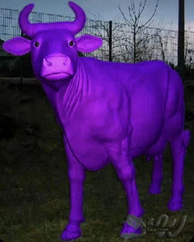 Kuh zenzi lila design - kuh,