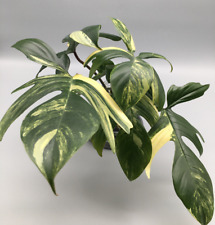 Philodendron Florida Beauty variegata Stecklinge