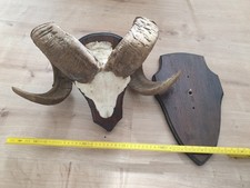 Mufflon Mächtiges  Geweih Gehörn Trophäe 